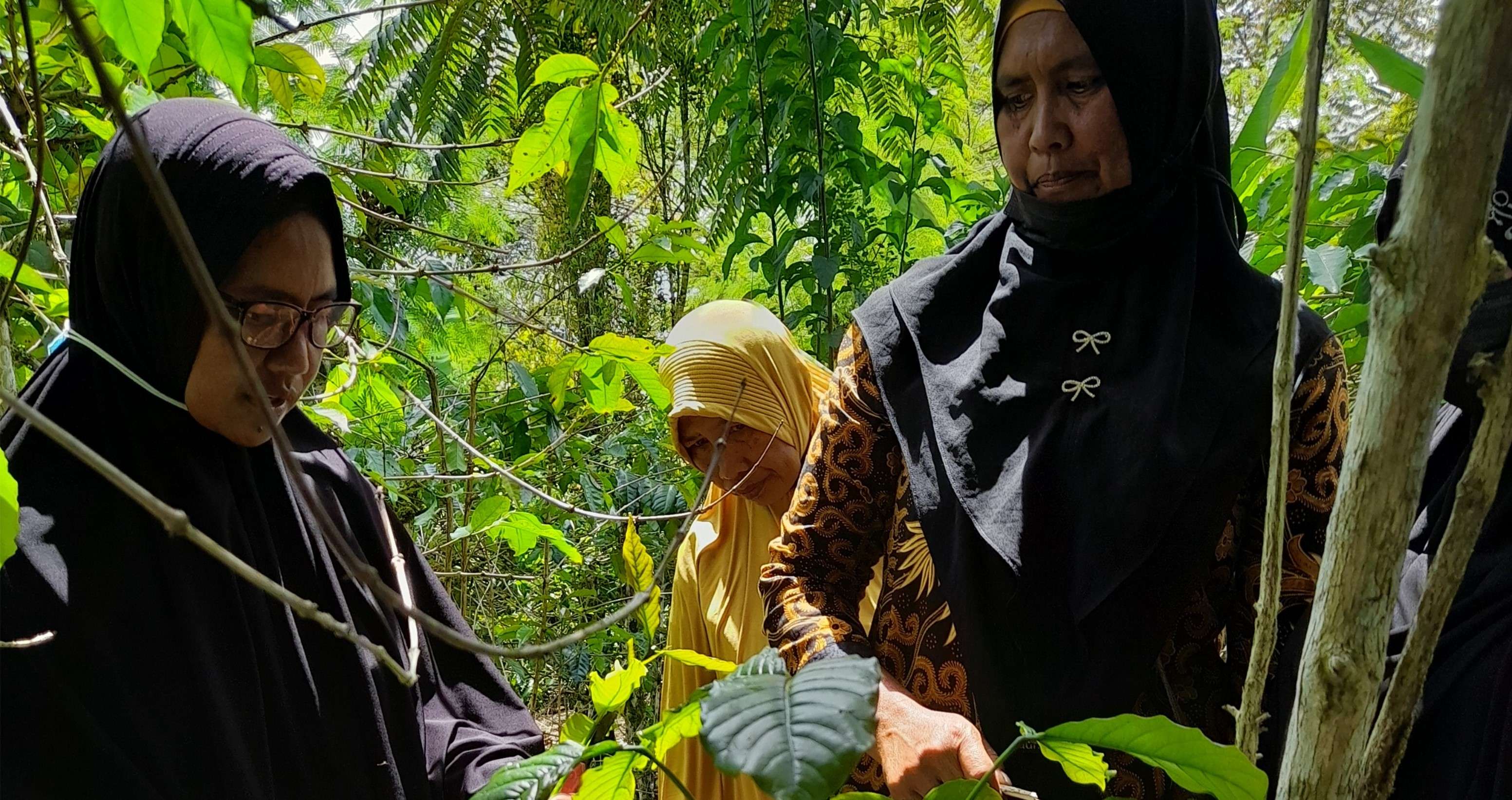 Adaptation aux changements climatiques pour les femmes productrices de café